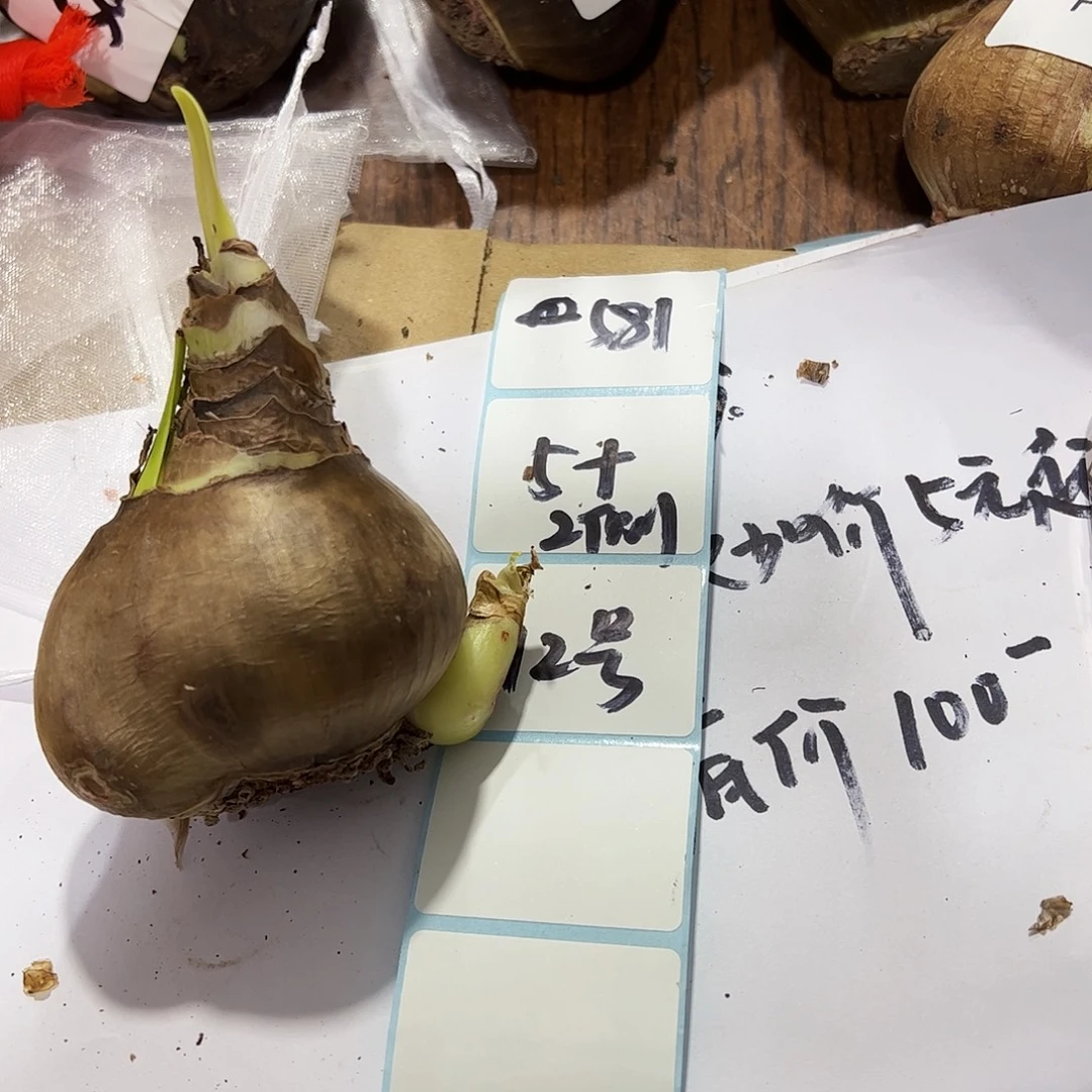 月***明焦糖拿铁开花球12号
