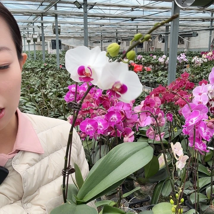 完全开放雪玉 带花带花苞