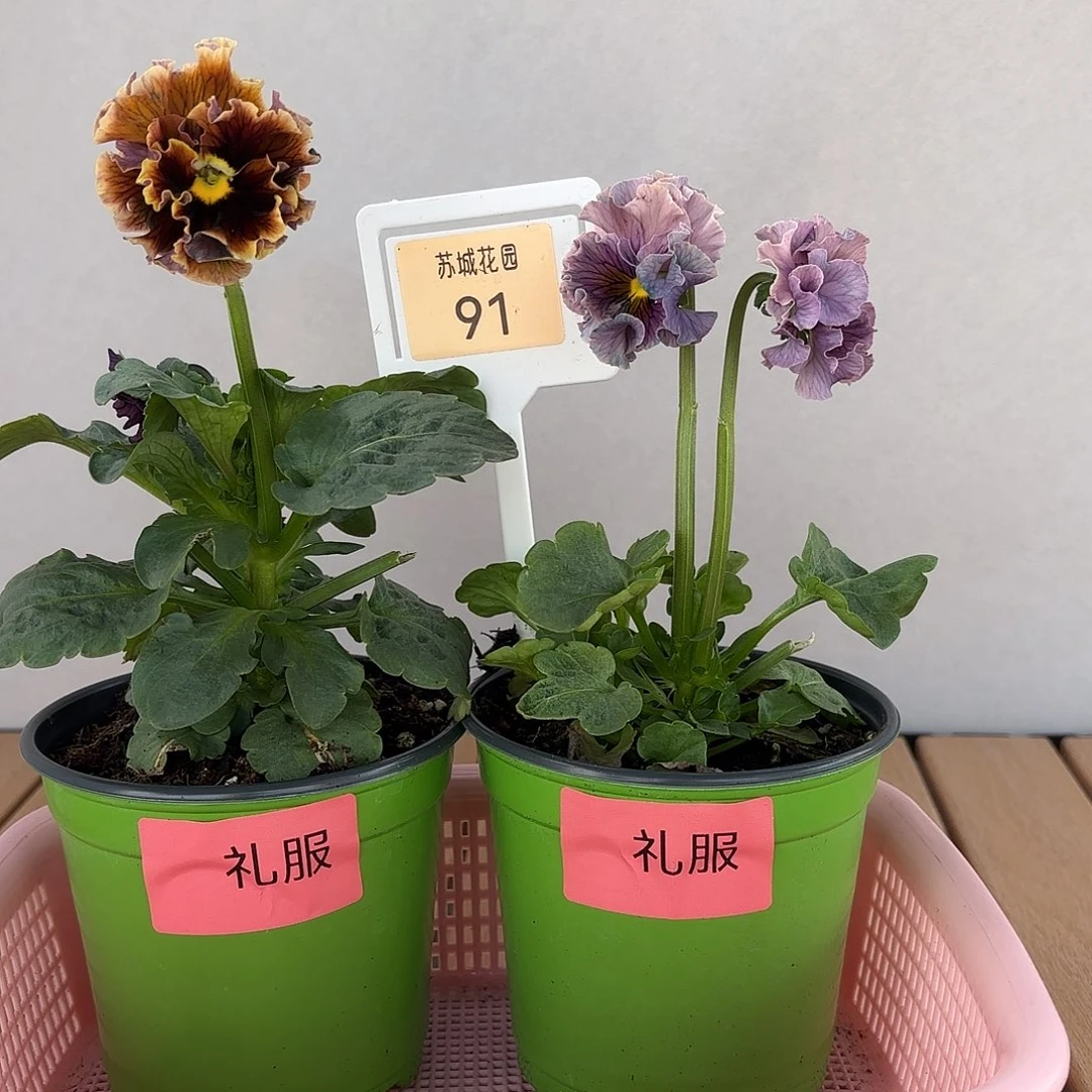 大部分开放少量花苞91