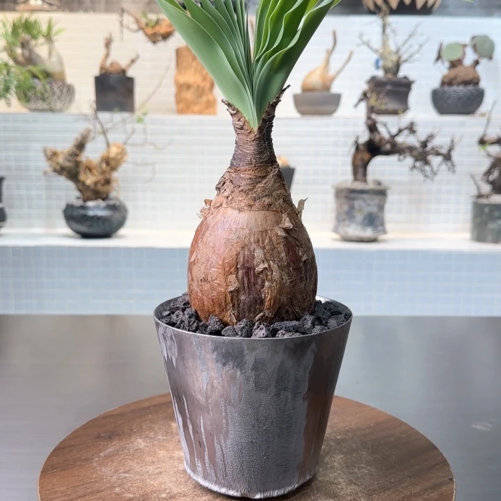 巨凤之卵一物一拍