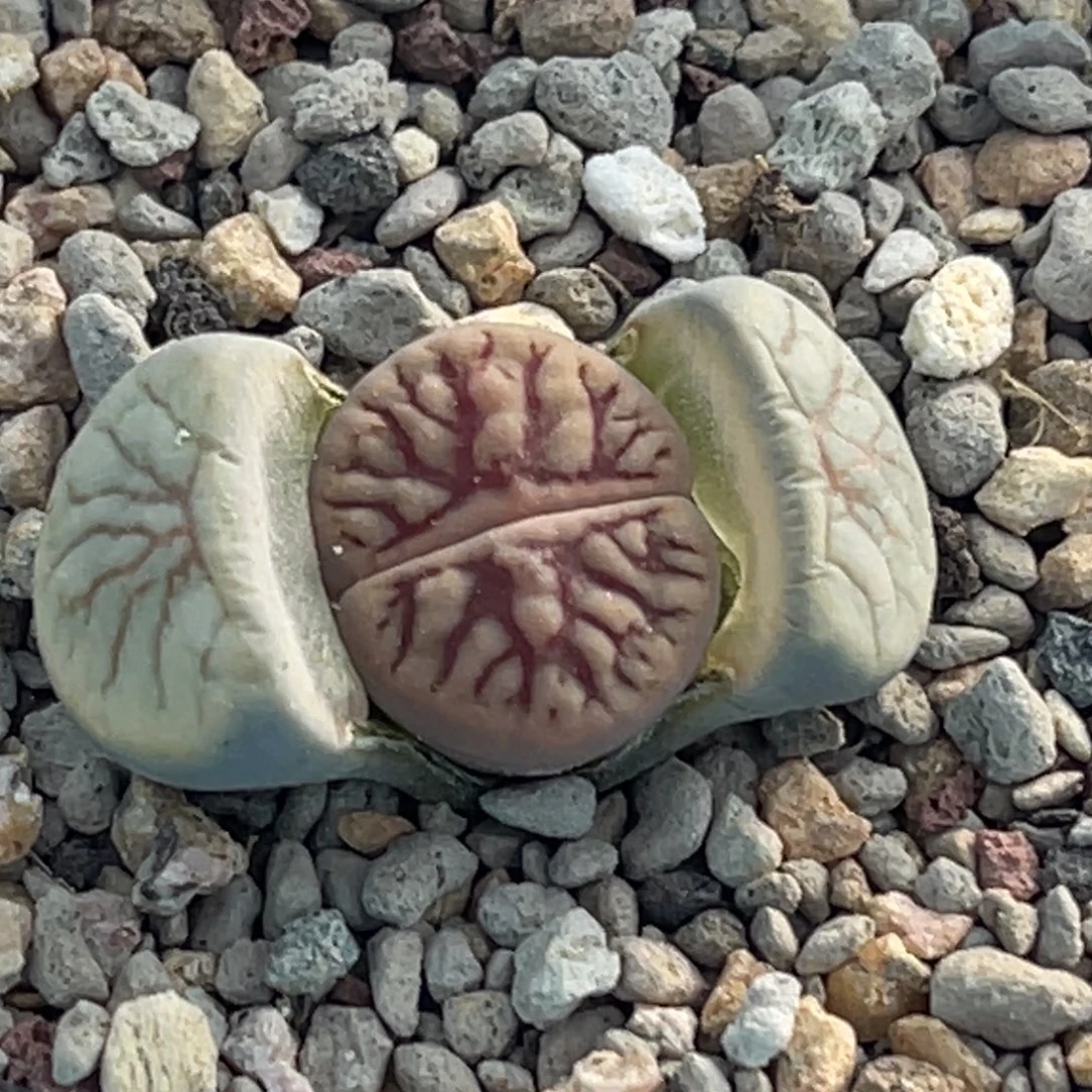 0073闪电纹凹凸线招福一颗