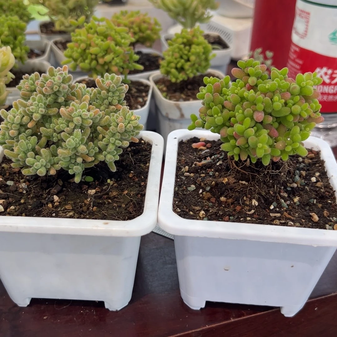 冰晶和蜜橘糖球枝干番杏