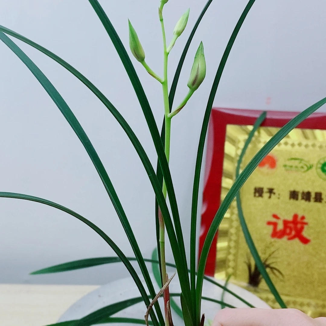 当前无花栽培后可以开花逸