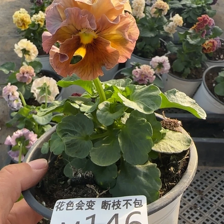 独***稻无花朵M146角堇小苗一物一拍默认苗晃