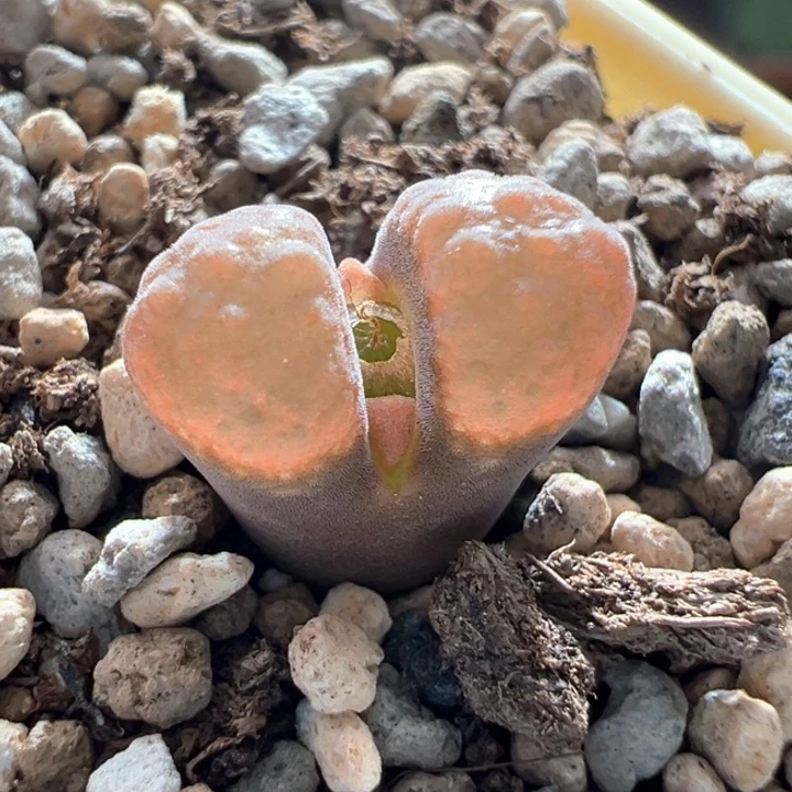 w867。优选1807 冰美粉蛋糕。3年