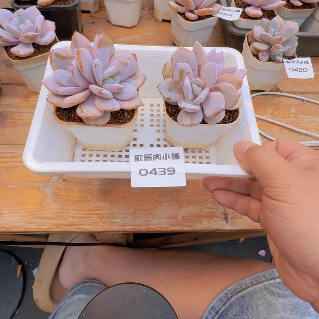A***️多肉植物奶茶双头两颗0439