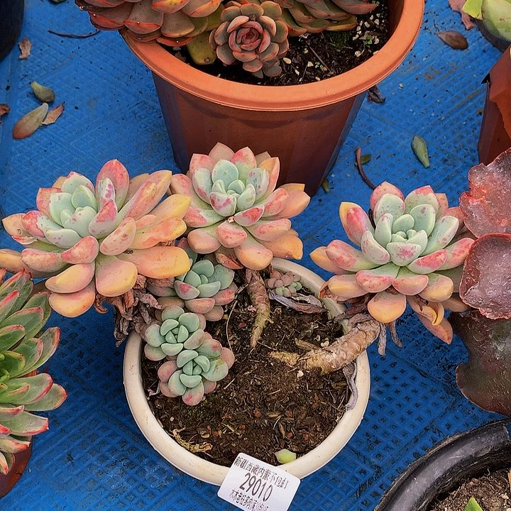 记***恒   花斑鹿多肉29010