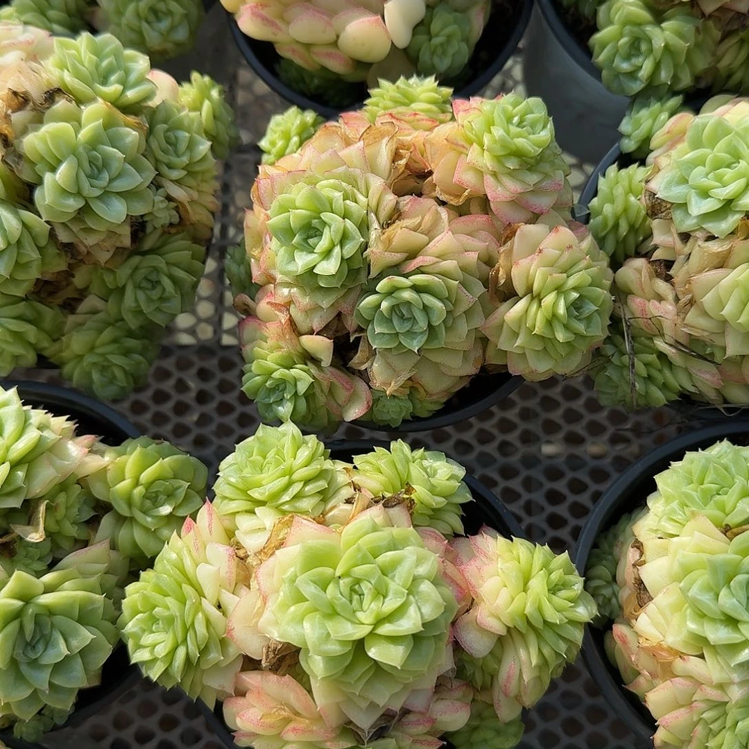 白天鹅多肉植物精品