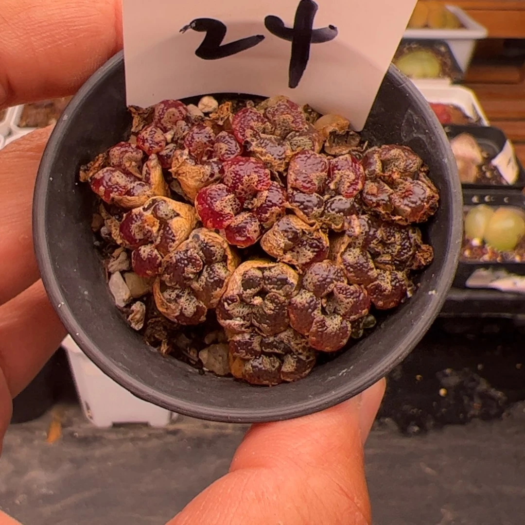 6.29勋章多肉植物24
