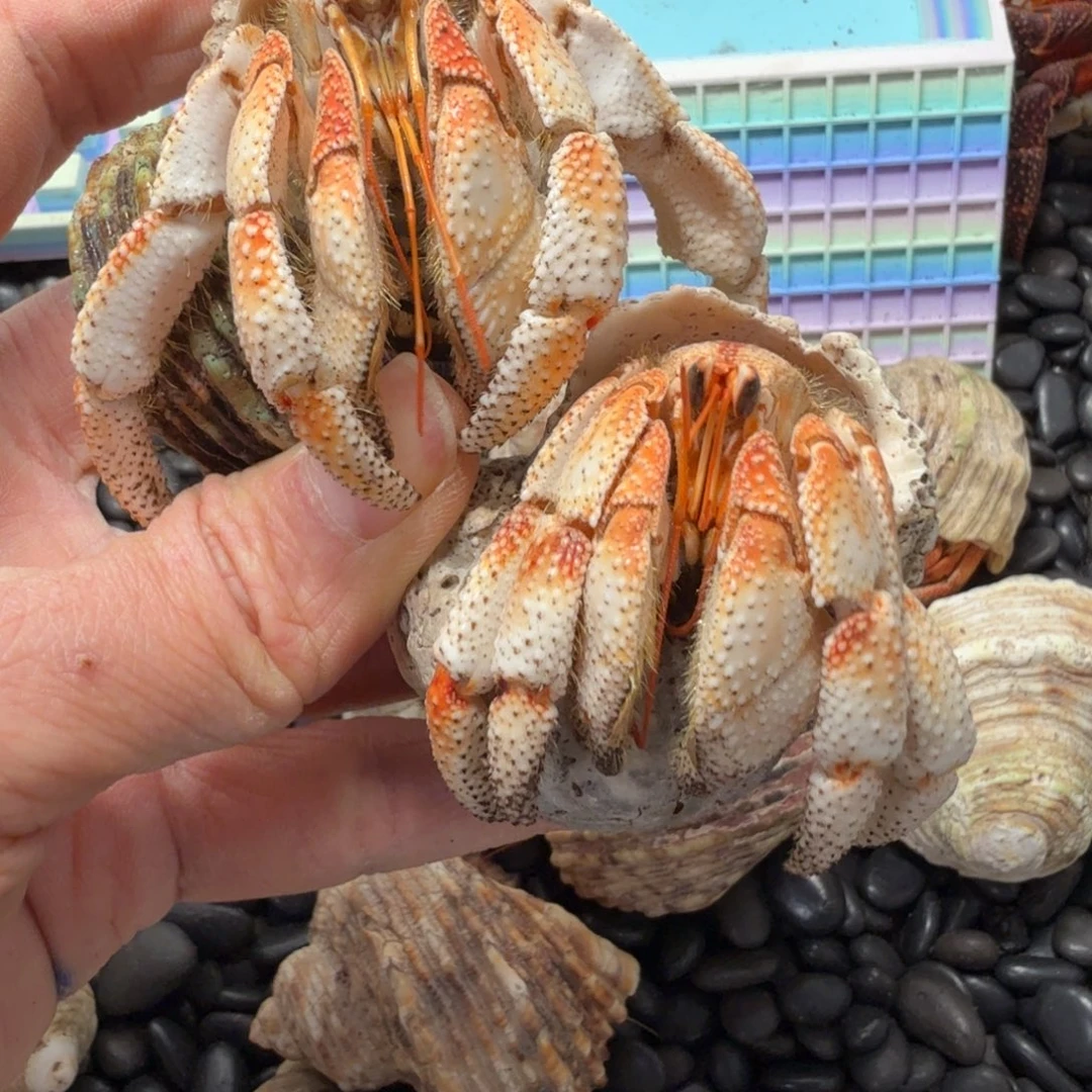 3.1口➕2.8口两只毛球