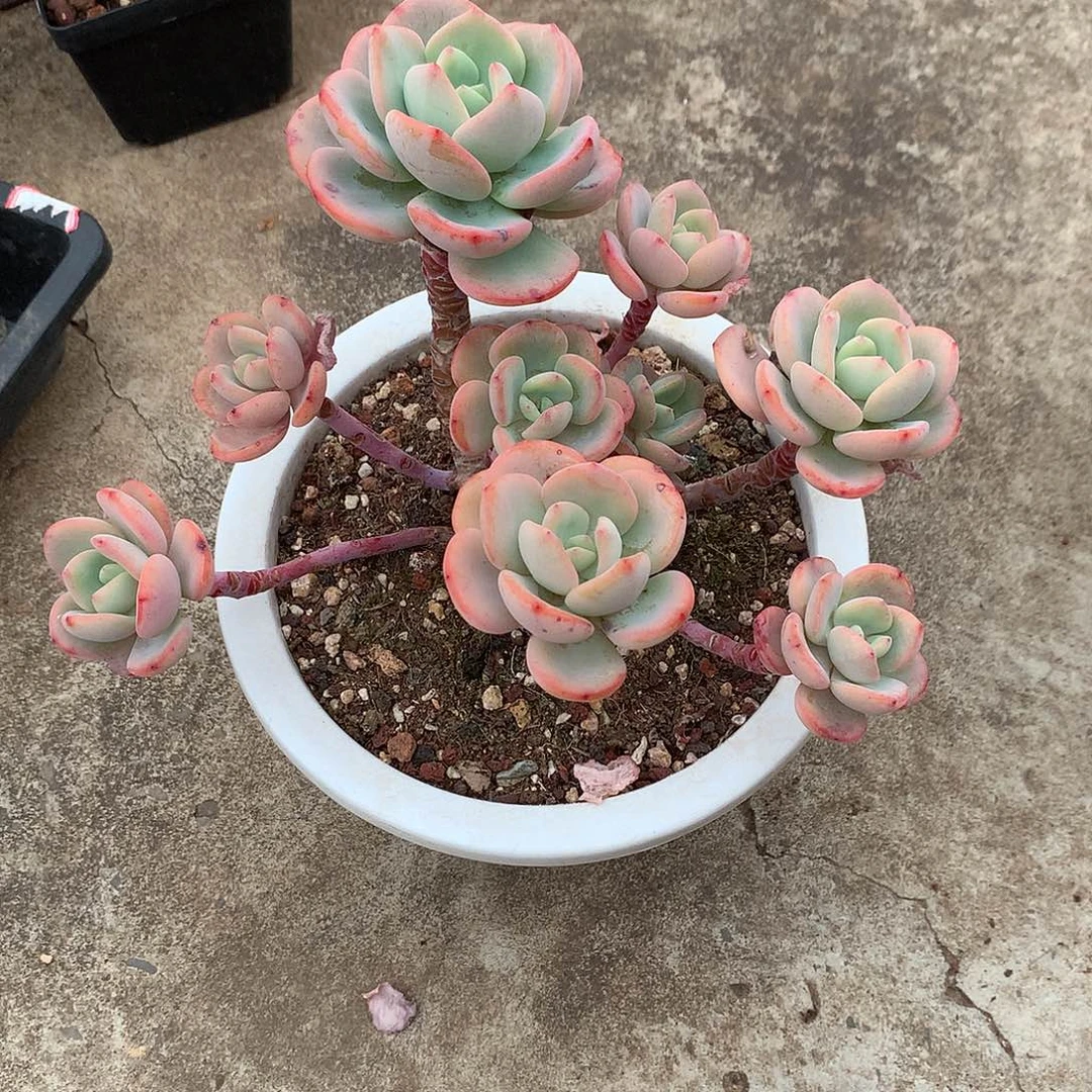 琼**海白月光多肉植物