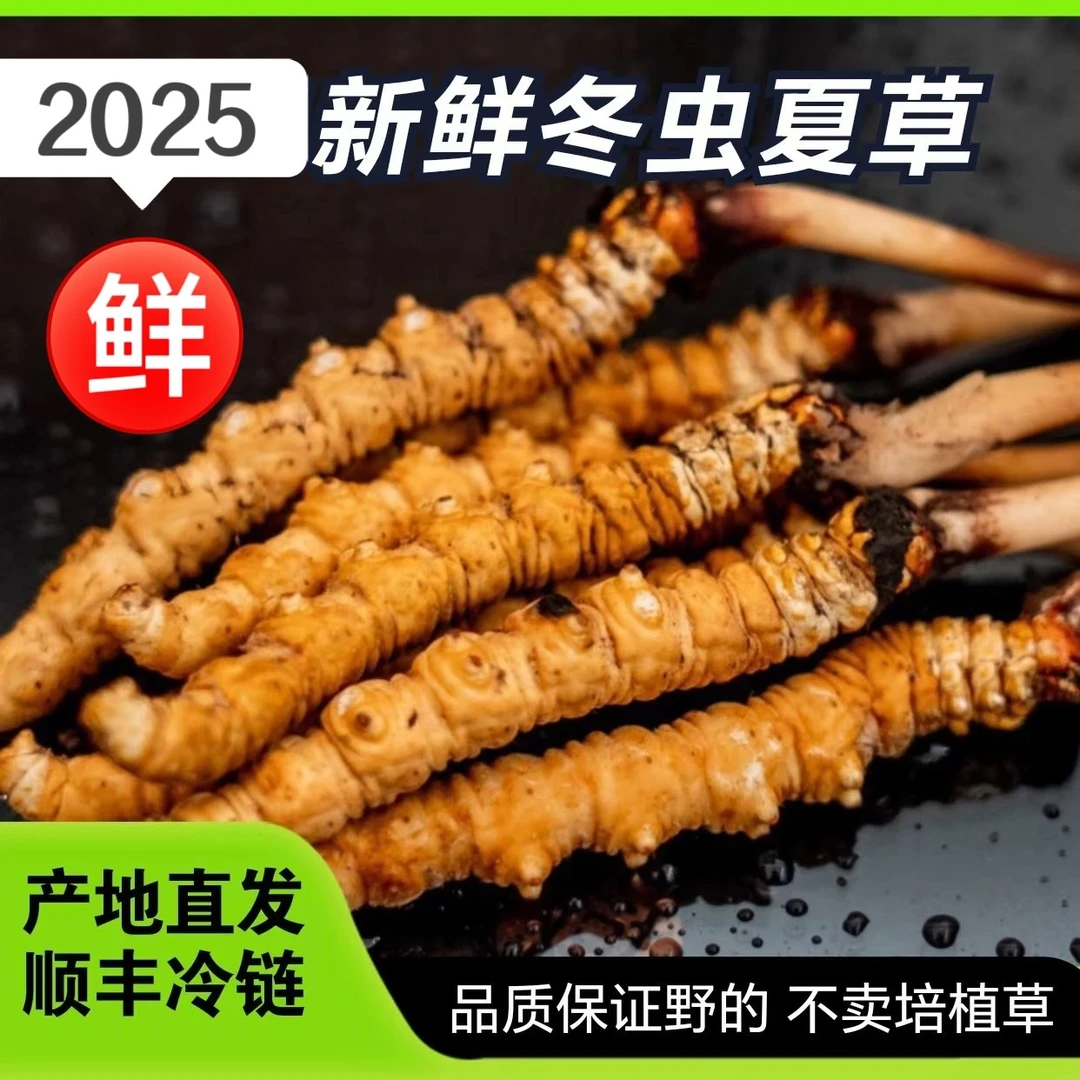 【小草】2025鲜虫草源头直发顺丰包邮新鲜冬虫夏草