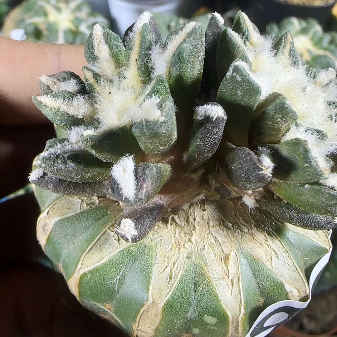 双头黑牡丹929仙人球开花