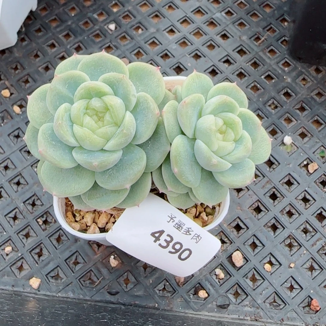 财富200，4390多肉植物