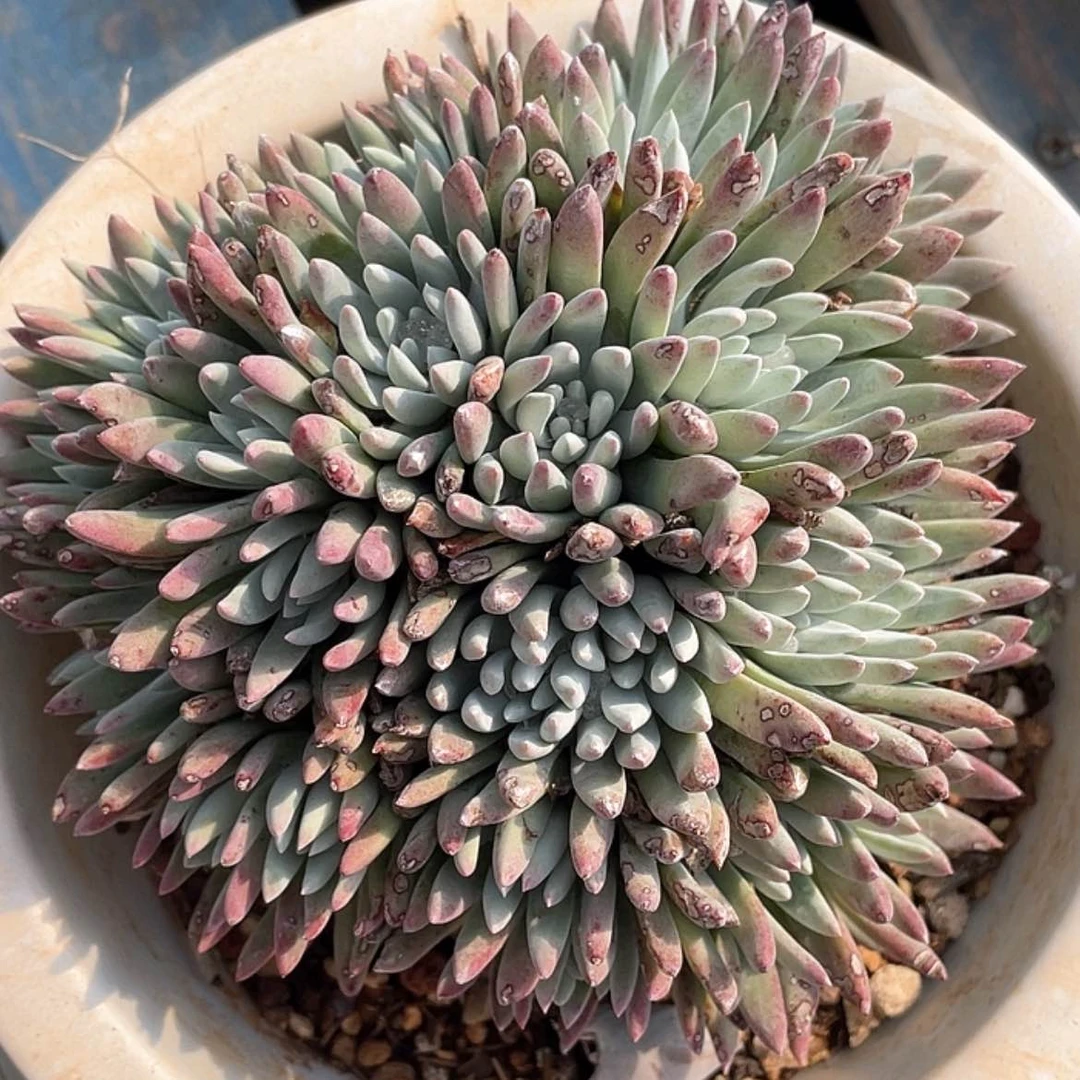 【闪购商品】法瑞杂交5373