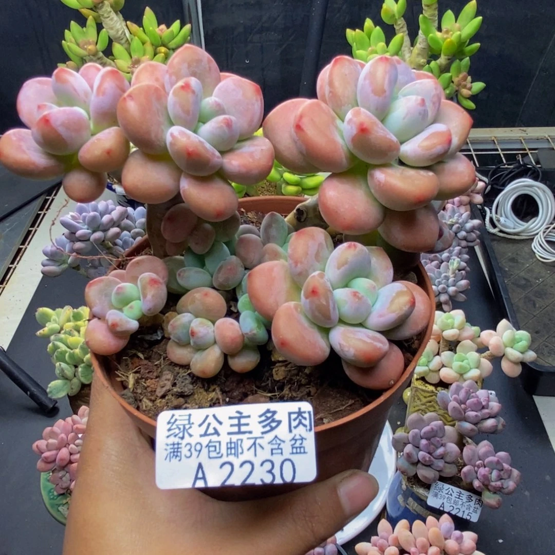 230樱花洛神多肉11c m