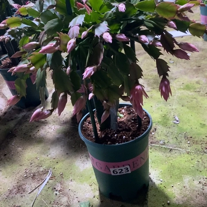 大部分花苞少量开放随*623嫁接068