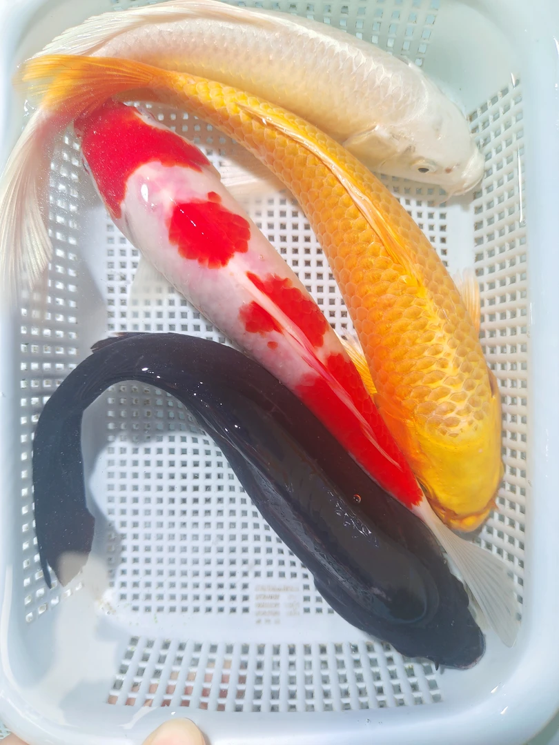 【18-20大尺寸四条】黄金1白金1黑1三色1锦鲤冷水鱼观赏鱼好养