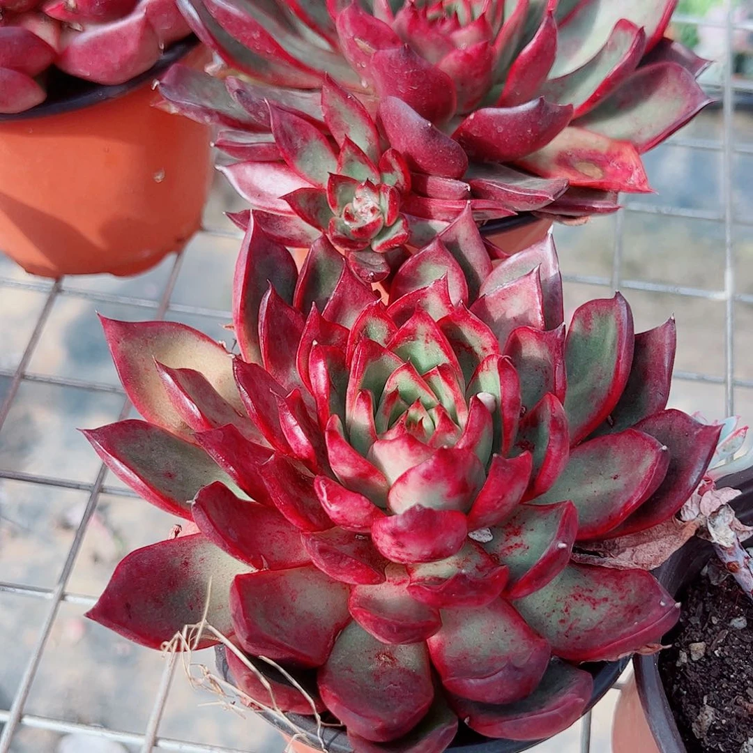 野马冬云大单头精品特价