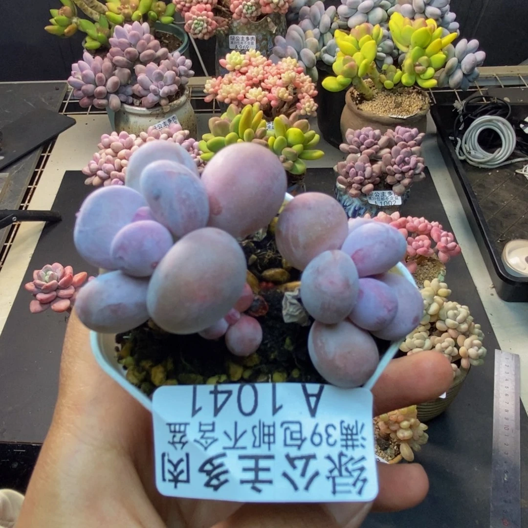 041糖豆奶多肉4c m