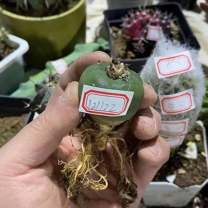 完美主义者勿拍海鲜121122