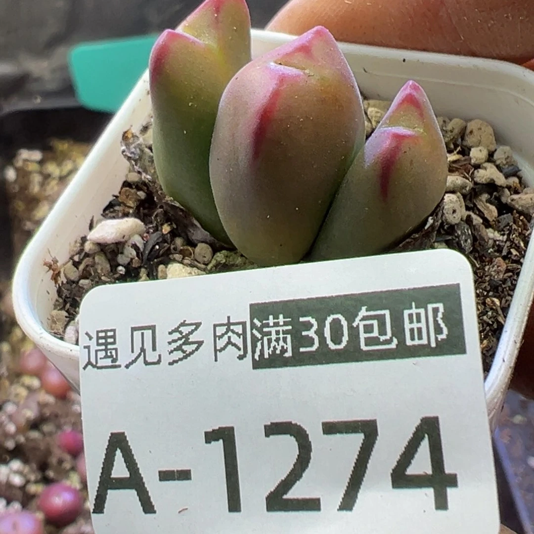 多肉植物111111111111111111