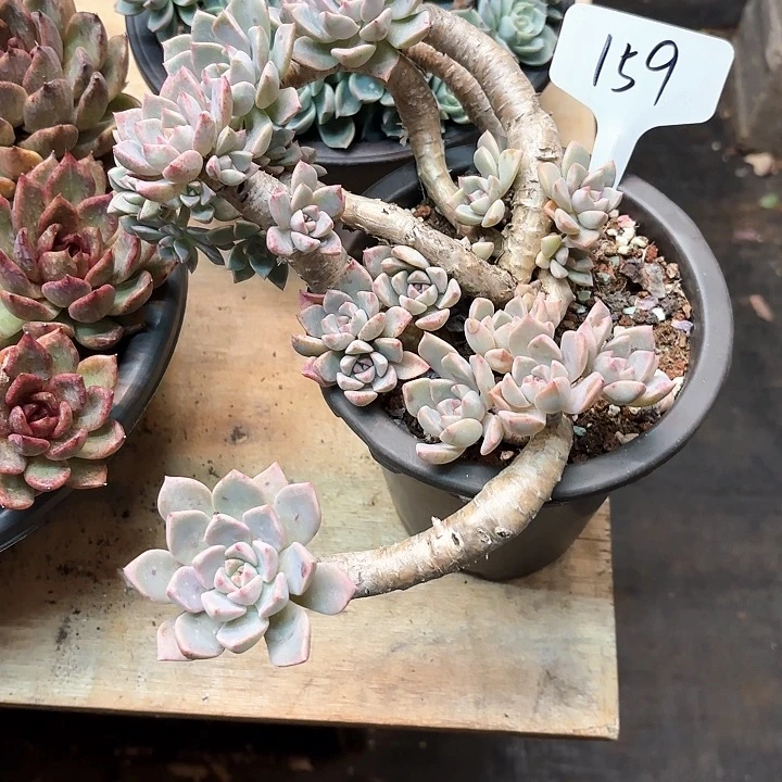 多肉植物，红粉佳人159号