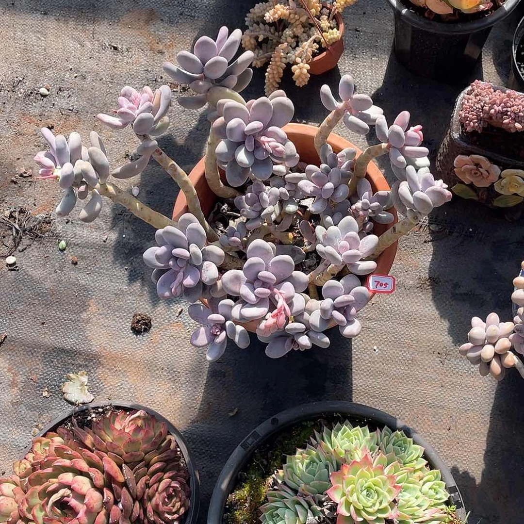 705桃美人一物一拍多肉