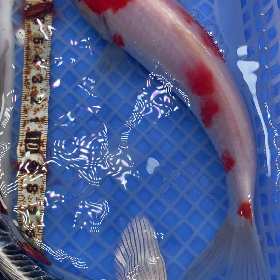 锦鲤冷水锦鲤包邮