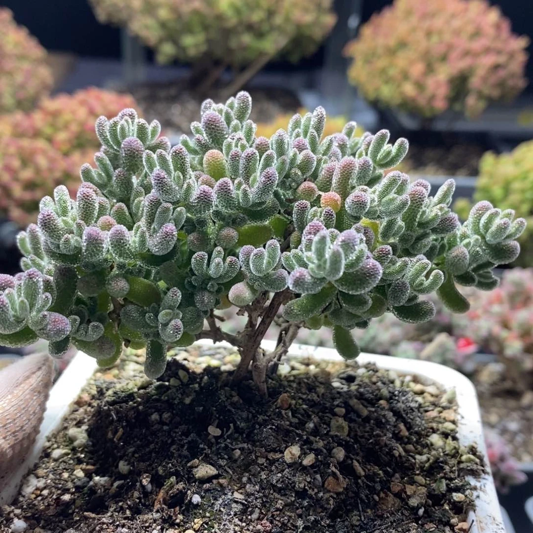 K***x优选冰晶4243枝干番杏