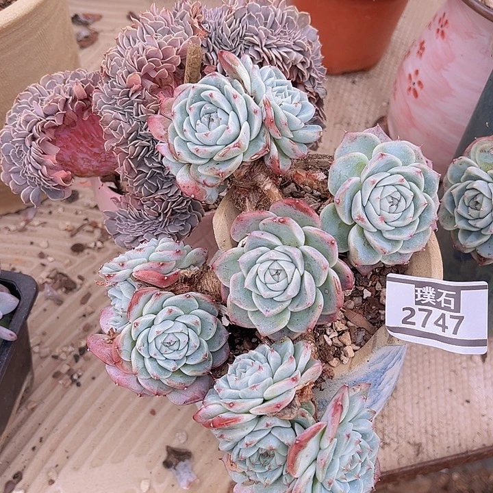 天鹅绒2747多肉植物