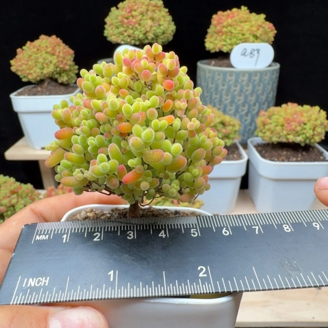 a1号蜜橘冠服6厘米