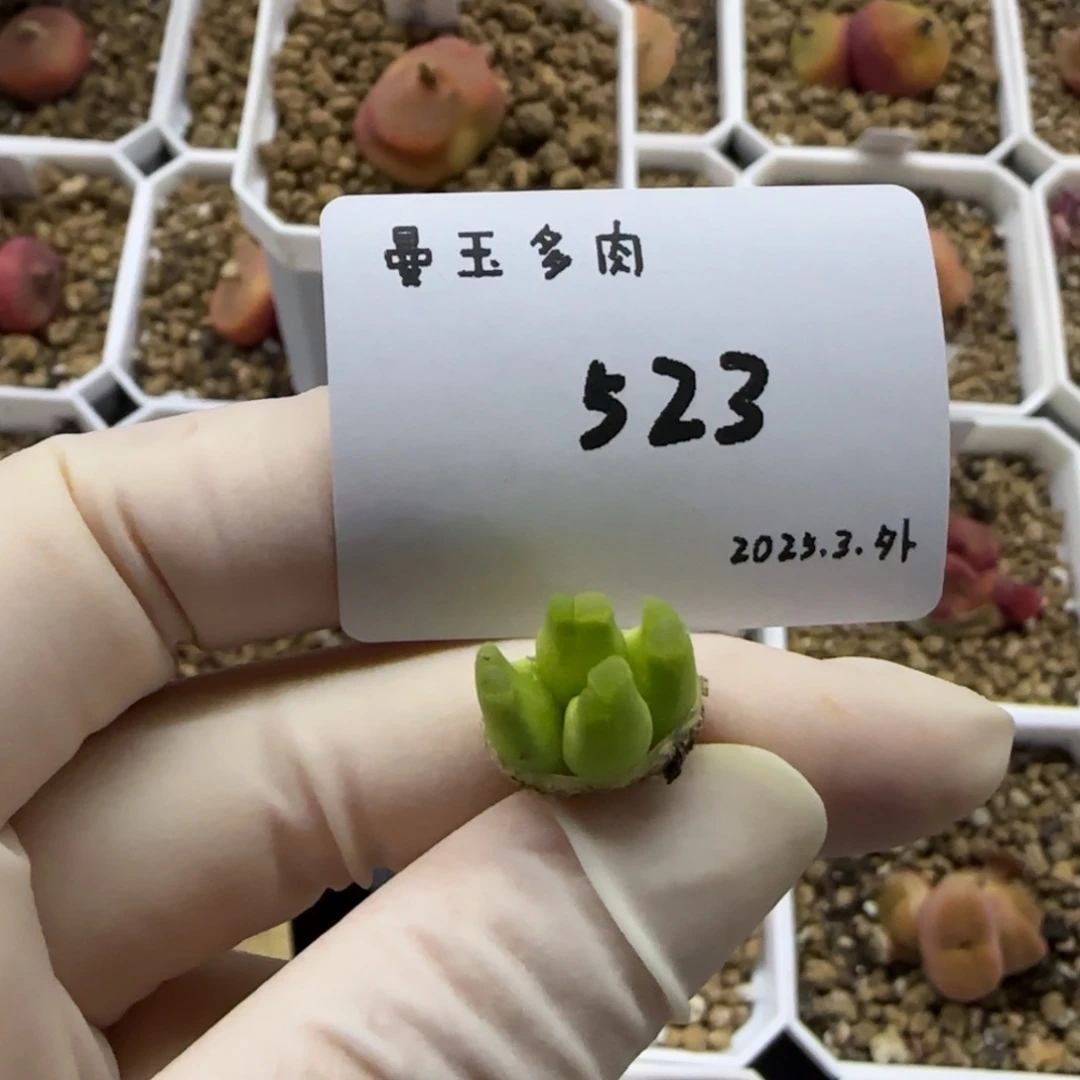 甜**?多肉多肉多肉523