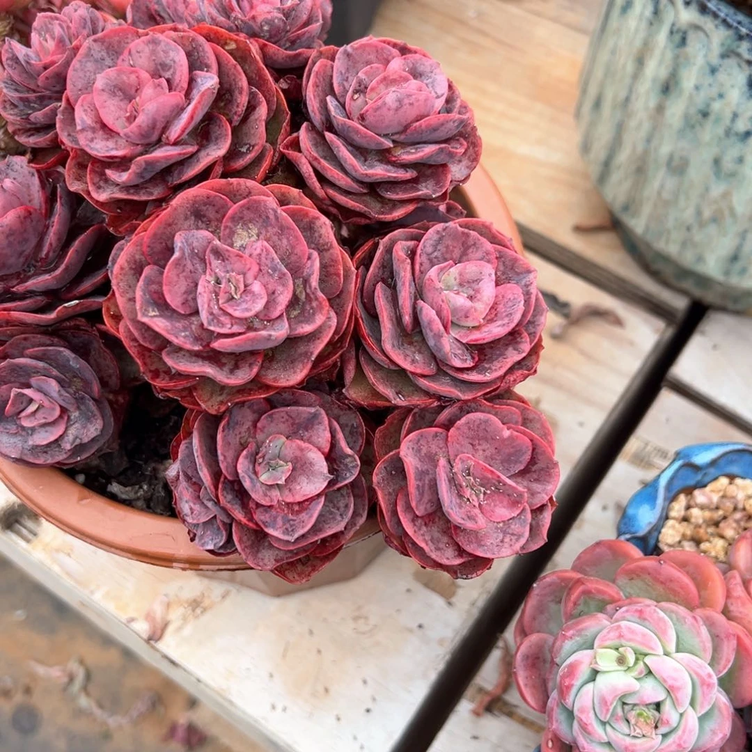 *️****秀妍多肉344号多肉