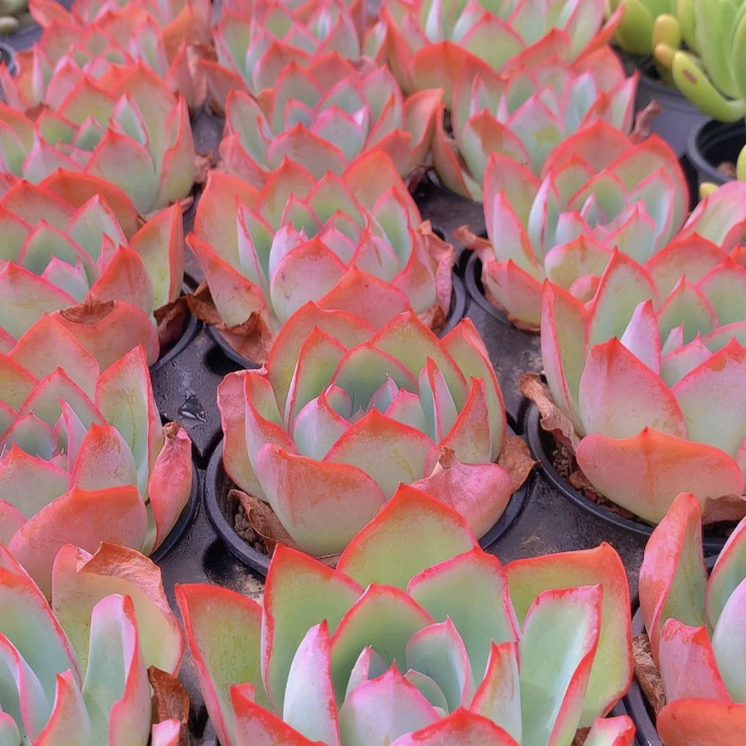 霓虹灯2356778999900