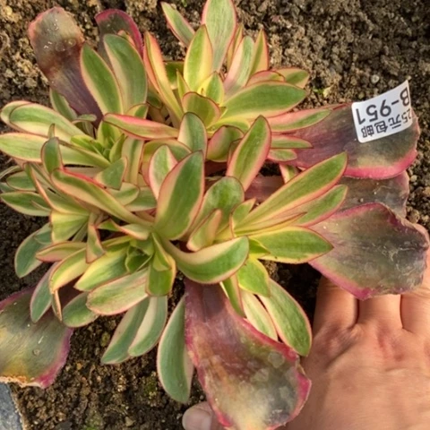 951红魔女砍过满25包邮多肉