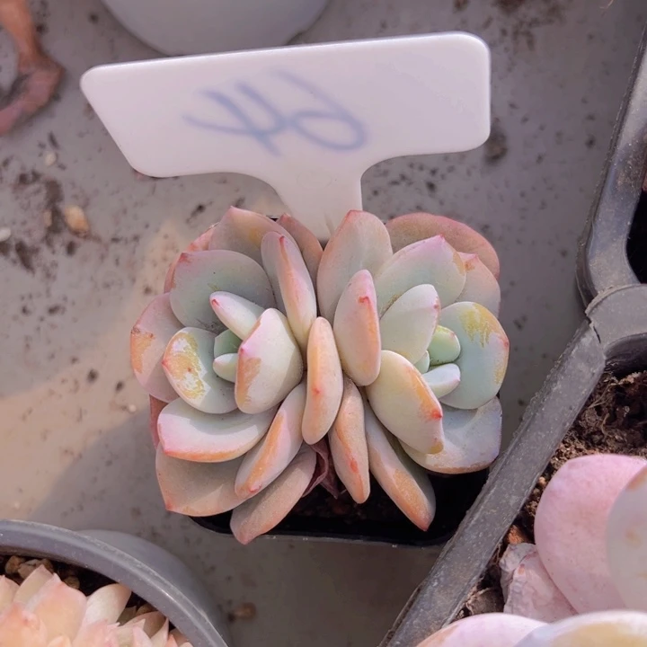 健健康康平平安安