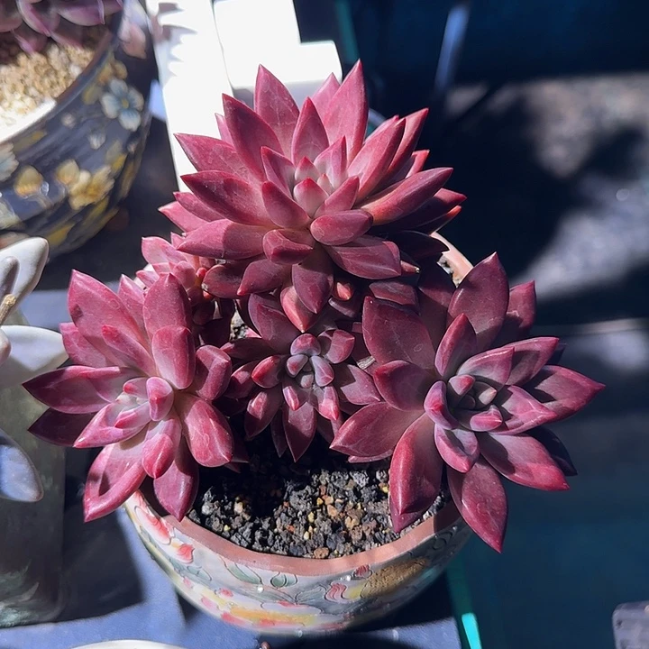 知音 6头  一物一拍