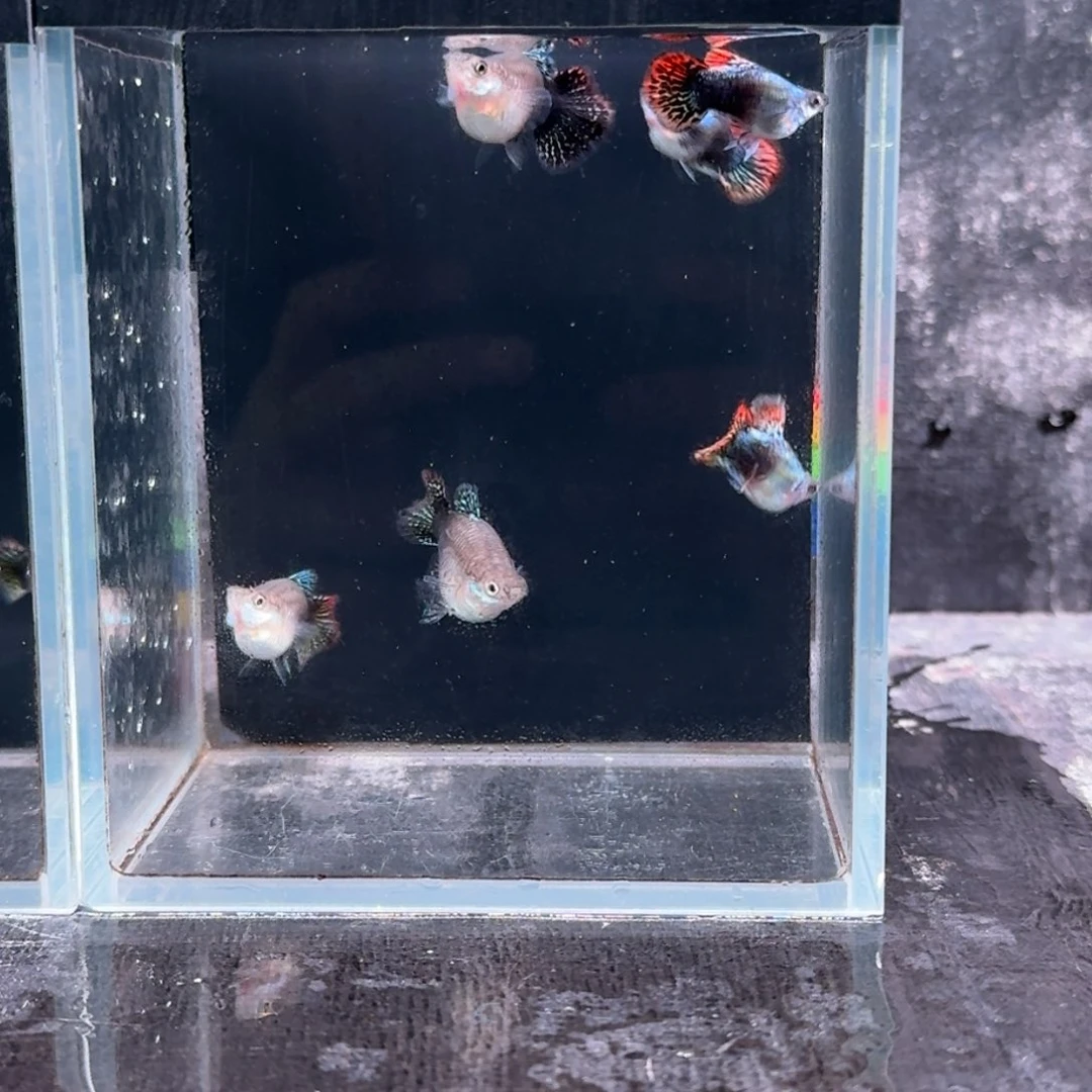 孔雀鱼涅***磐七彩龙鳞3对