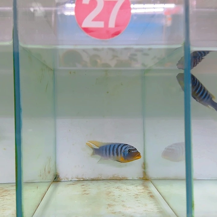 海水三湖慈鲷三湖慈鲷