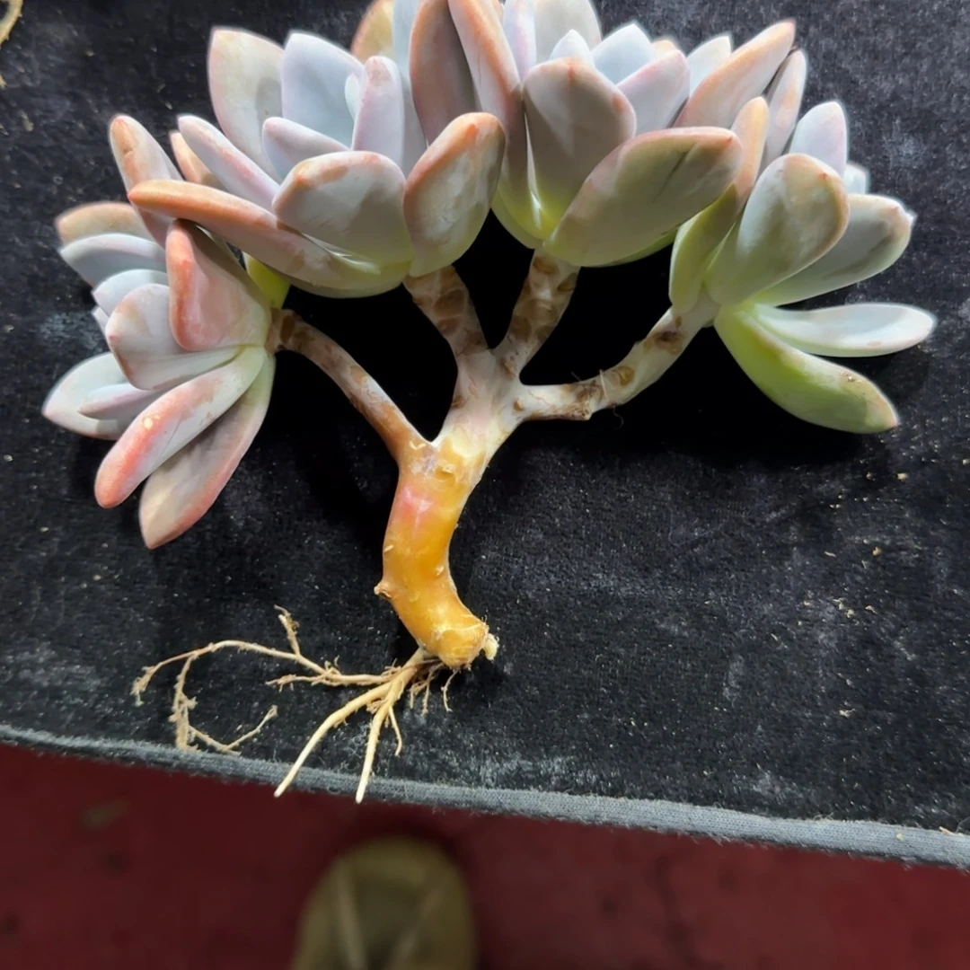 林***夕粉兔朵朵四头一物一拍