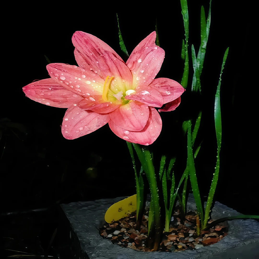 重瓣风雨兰种球易种活花卉韭兰石蒜花卉大全四季种植耐高温室内外