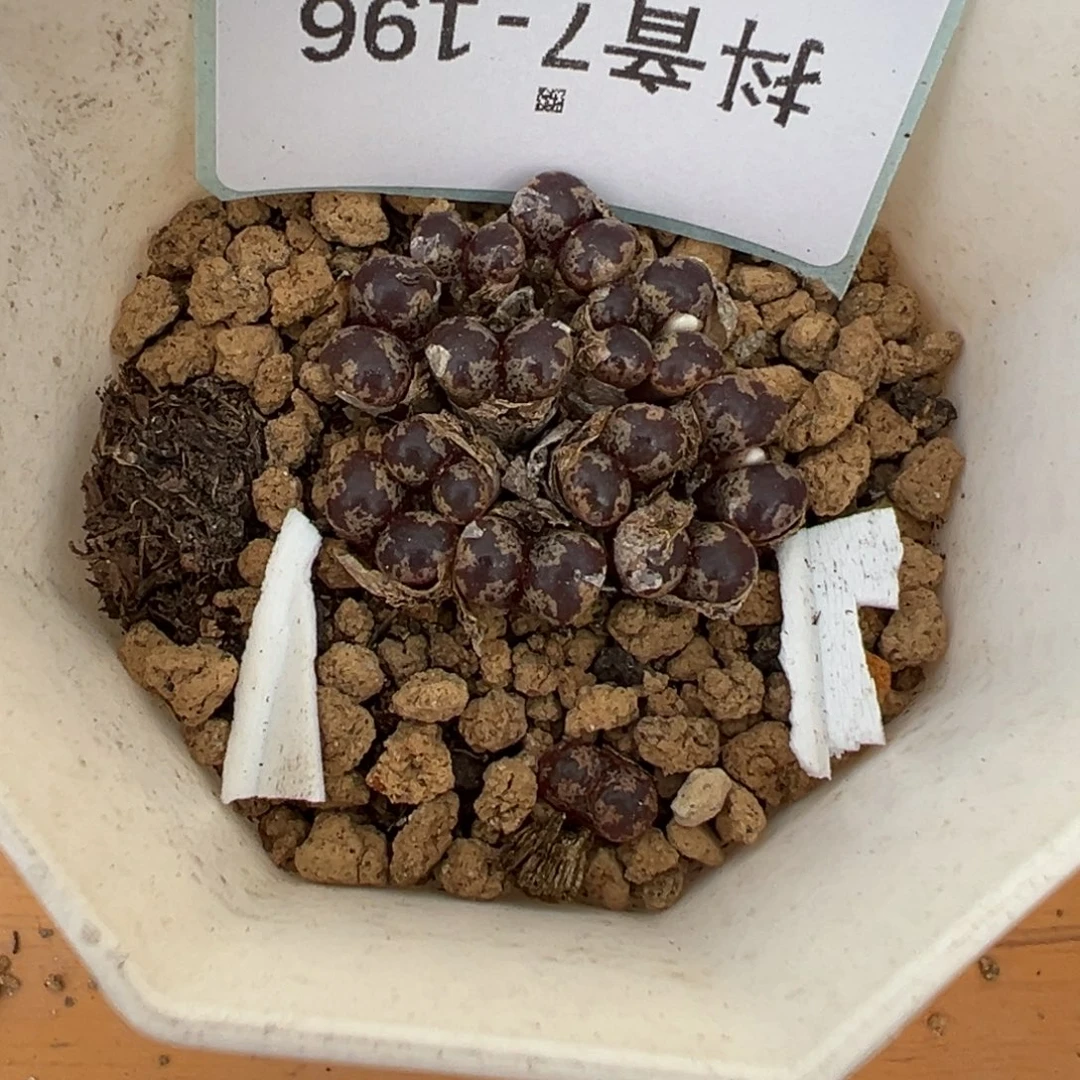 7-196肉锥多肉植物