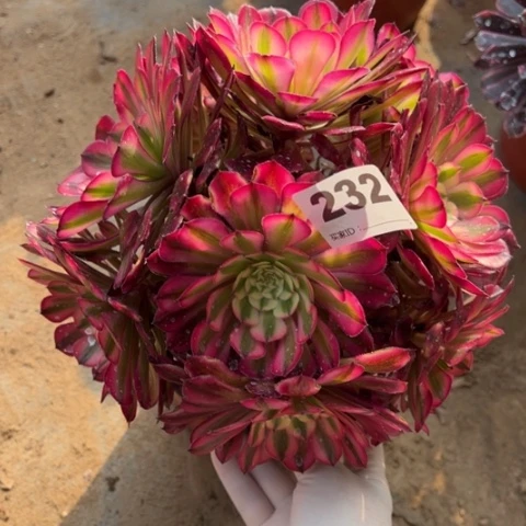 232铜壶锦朵朵多肉，