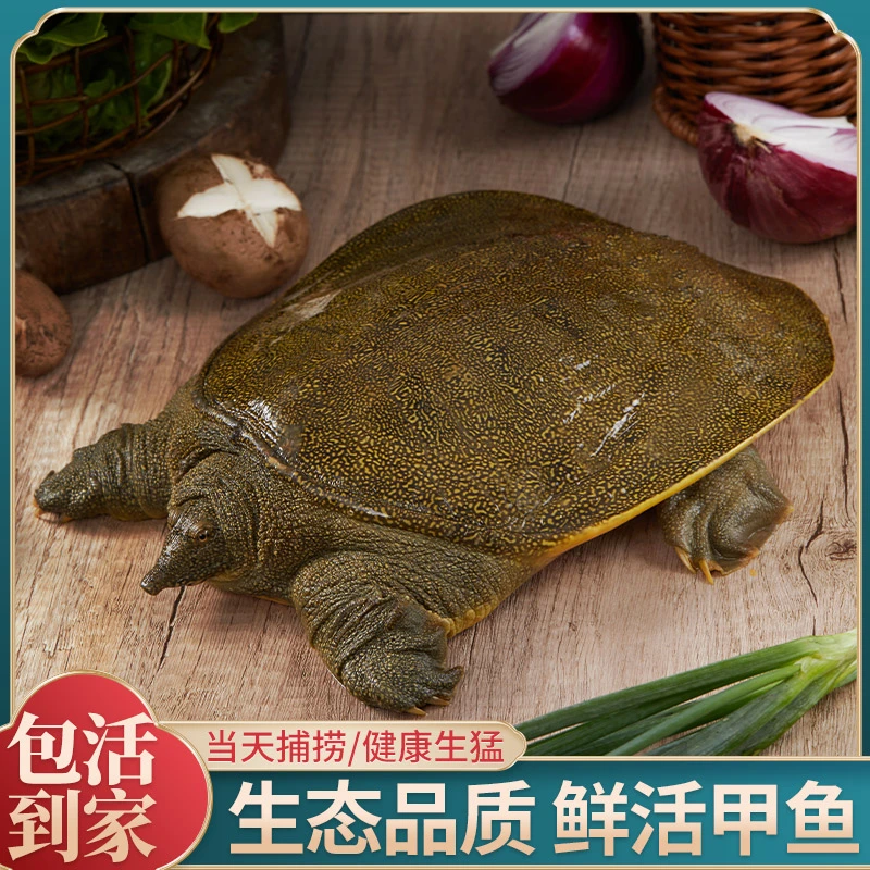 4只外塘大甲鱼 共7-6斤生猛鲜活稻田甲鱼青黄背团鱼水鱼包活到家