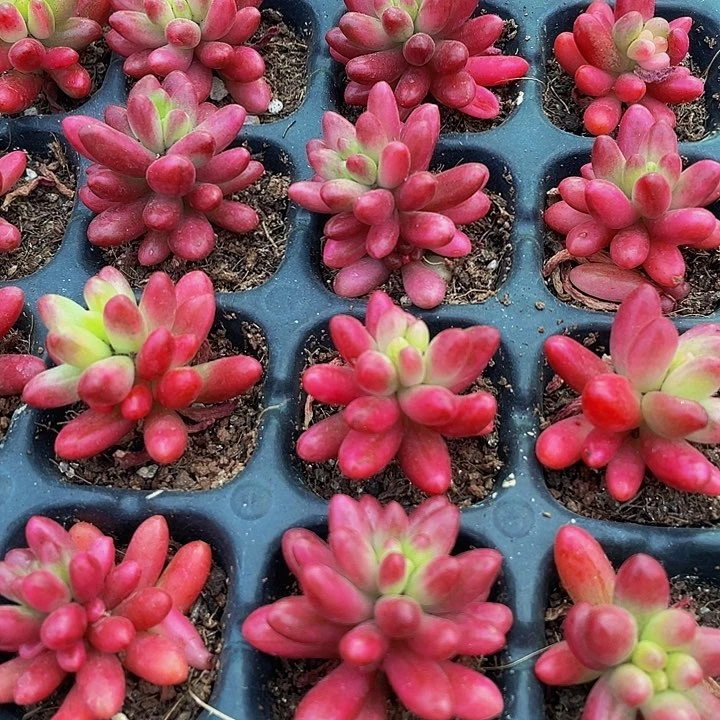 小红之玉锦1元带土发