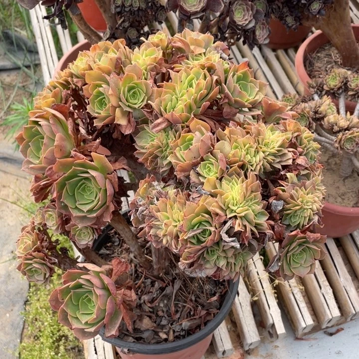 缀化加州脱土发货