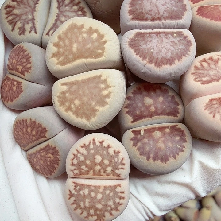 哈哈笑了啊你真的有本398是