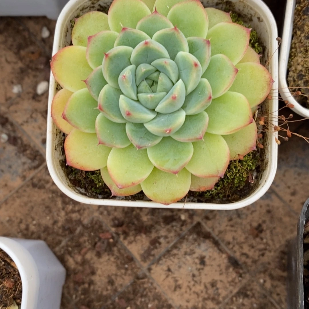 精品多肉一物一拍不包整177