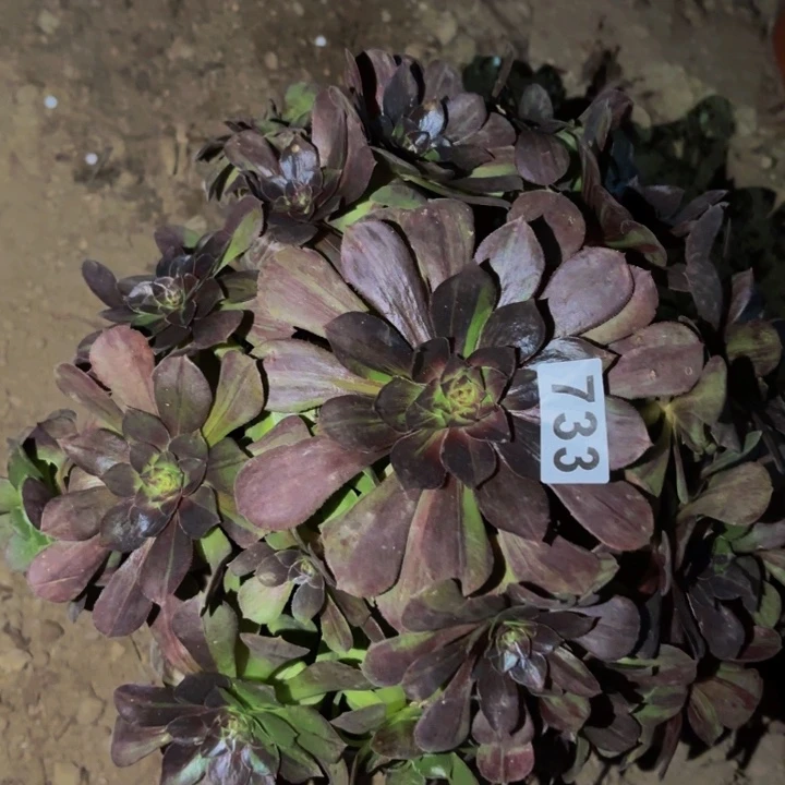 733墨染花月夜多肉植物